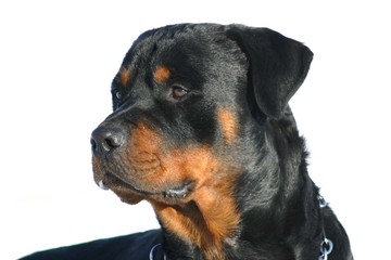 Obraz premium portrait rottweiler