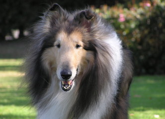 rough collie dog portrait