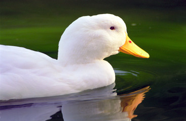 white pekin duck