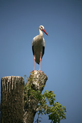 storch