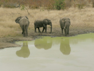 elephants at watering hole, kruger national park