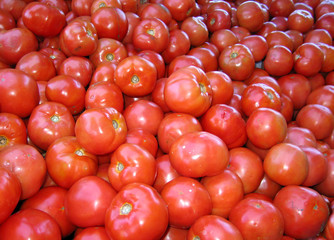 tomatoes