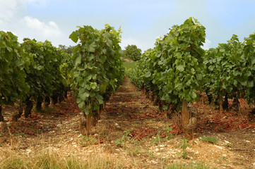 Fototapeta na wymiar rangs de vigne