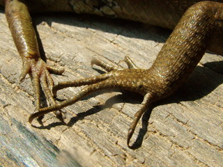patte de lezard, laos