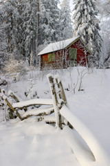 winter forest.