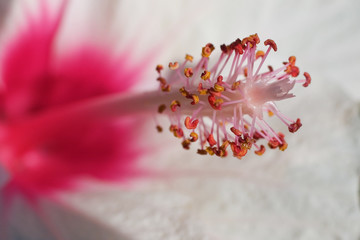 pink and white flower