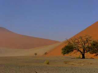 Fototapeta na wymiar dune et arbre