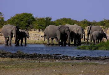 eléphants près d'un point d'eau