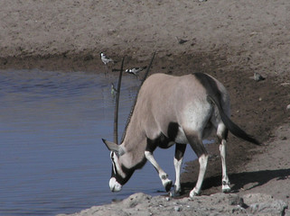 oryx