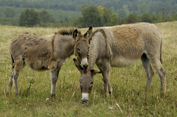 Obraz na płótnie Canvas donkeys