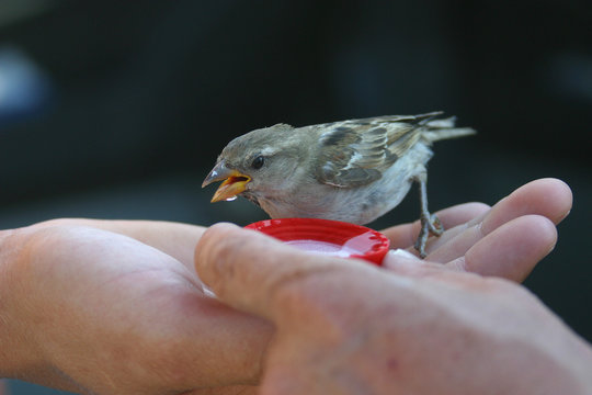 der durstige sperling