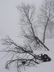 Fototapeta na wymiar tree for mist