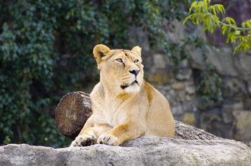 Fototapeta na wymiar female lion
