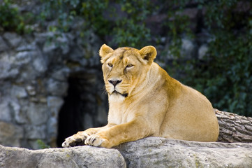 female lion