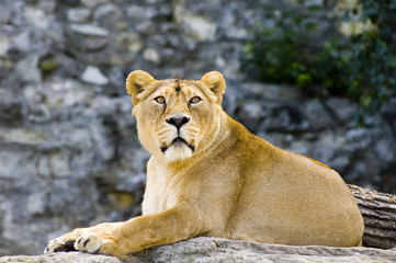 female lion