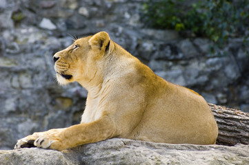 female lion