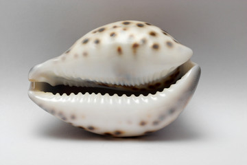 sea shell