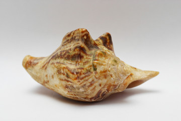 sea shell