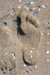footprint
