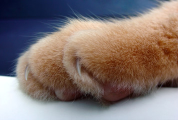 cats paw