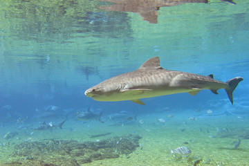 Fototapeta premium tigershark
