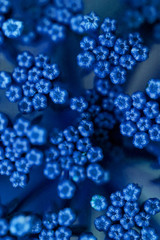 plante bleue
