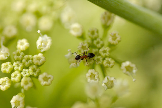 antz diner