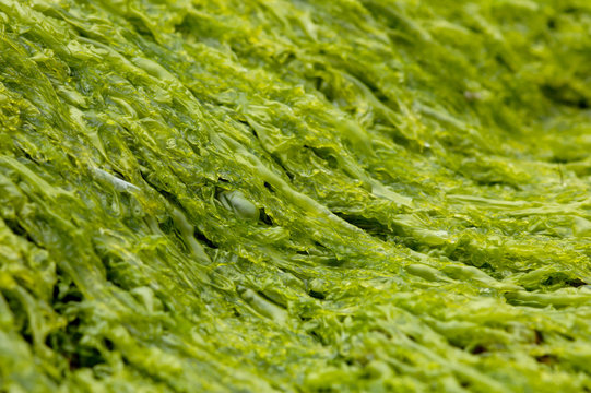 algues verte