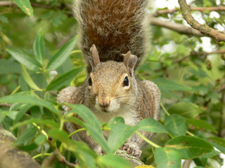 squirrel