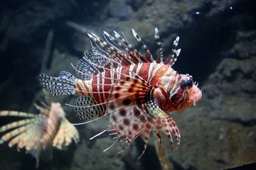 Fototapeta premium lion fish