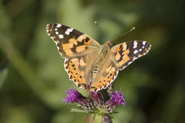 Naklejka premium papillon