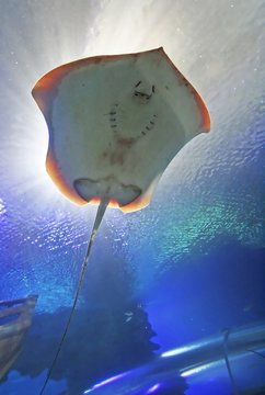 stingray