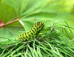 caterpillar