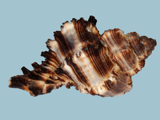 sea shell one