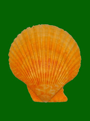 orange seashell