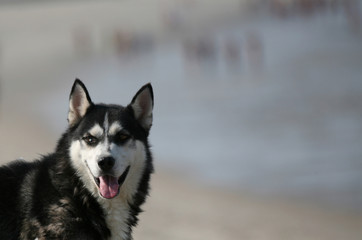 husky dog