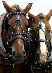 Obraz premium two horses' heads