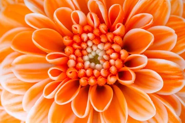Deurstickers oranje bloem © llandrea