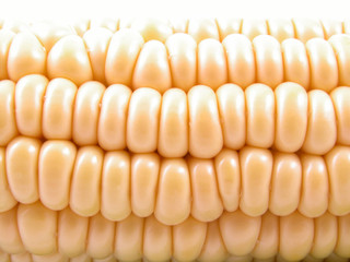 corn on the cob