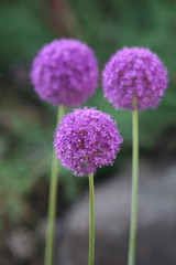 three round shaped flowers