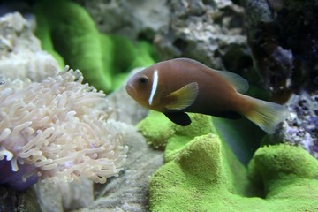 brown fish