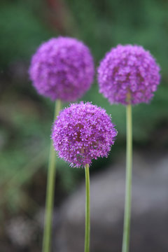 three round shaped flowers