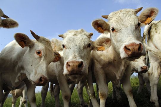 vaches