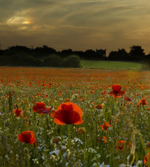 poppies