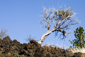 dry tree on the crater edge