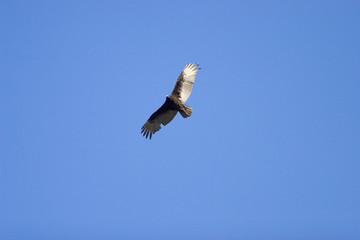 turkey vulture