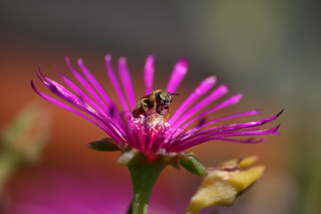 flower and bee