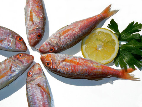 Rouget 이미지 찾아보기 943 스톡 사진, 벡터 및 비디오 Adobe Stock