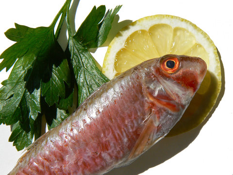 「Rouget」の画像 943 件の Stock 写真、ベクターおよびビデオ Adobe Stock