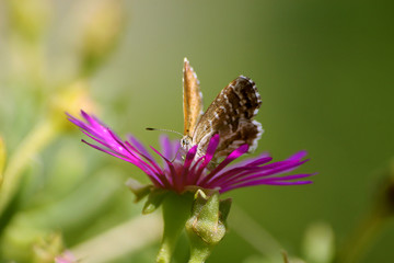 butterfly on flower